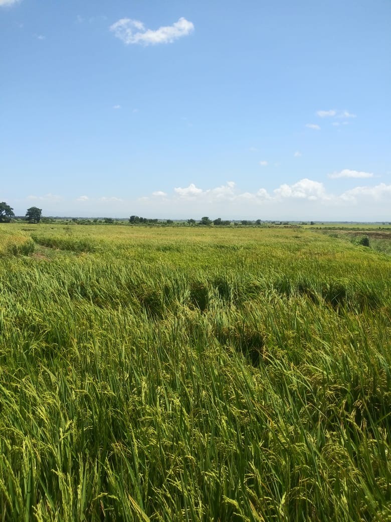 solares y terrenos - 60 mil tareas de arroz en la vega  0