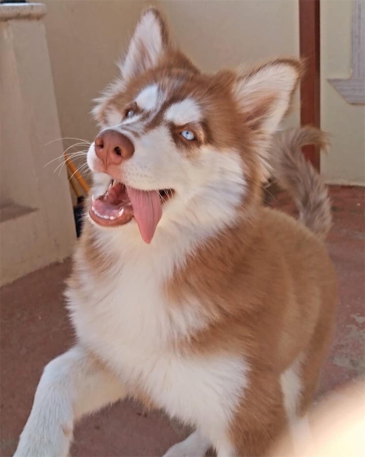 animales y mascotas - Disponible Husky Siberiano Hembra más información Dm con todas sus vacunas 💉