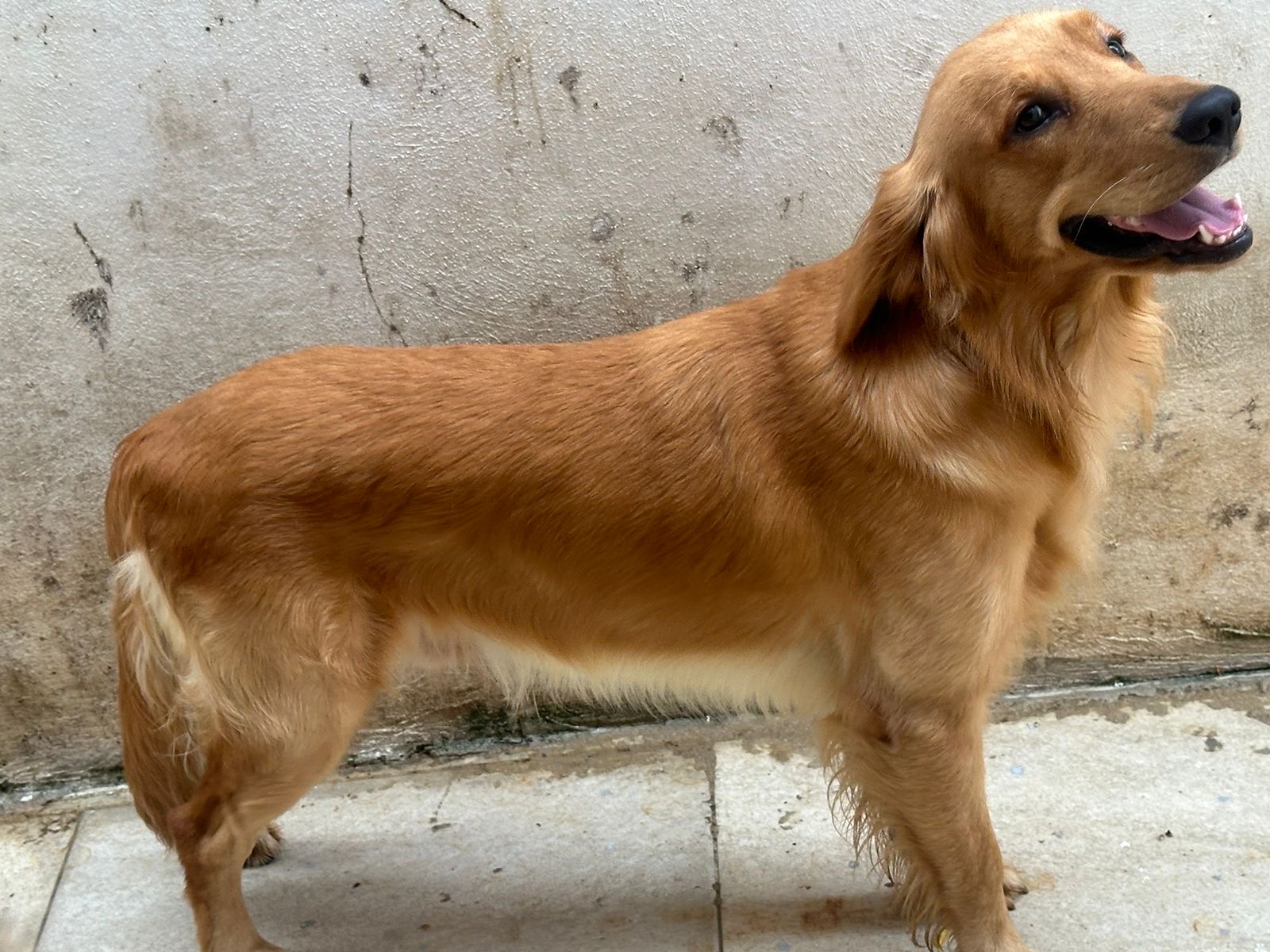 animales y mascotas - cachorros golden Retriever  1