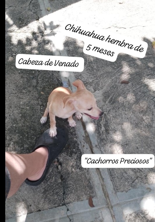 animales y mascotas - Chihuahua Cabeza de Venado 3