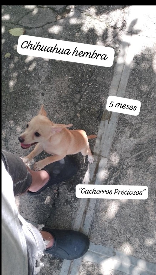 animales y mascotas - Chihuahua Cabeza de Venado 4