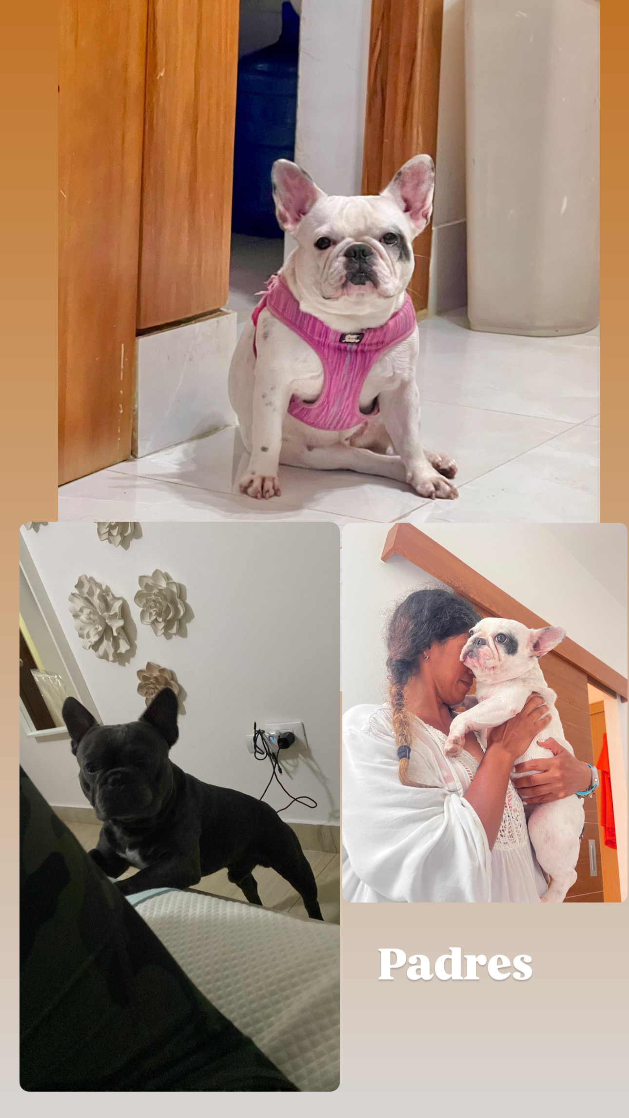 animales y mascotas - BULLDOGS FRANCES, FRENCHIES, CACHORROS  8