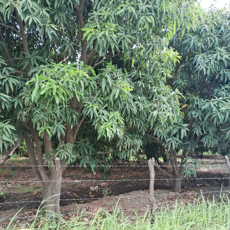 solares y terrenos - Se vende finca de 25 tareas .