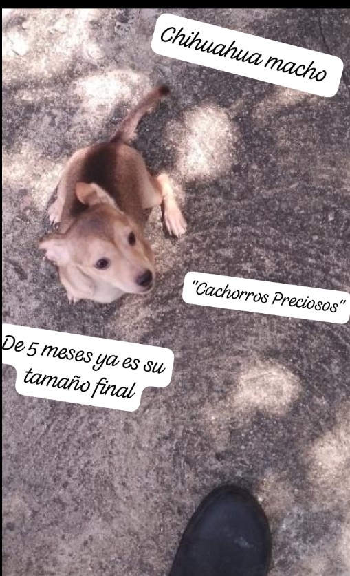 animales y mascotas - Chihuahua Cabeza de Venado 5