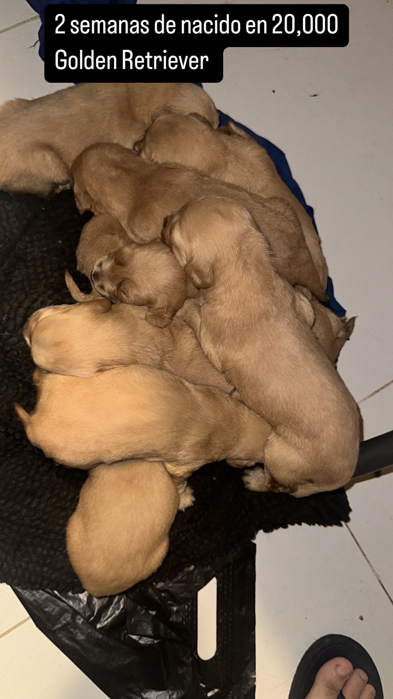 animales y mascotas - cachorros golden Retriever 