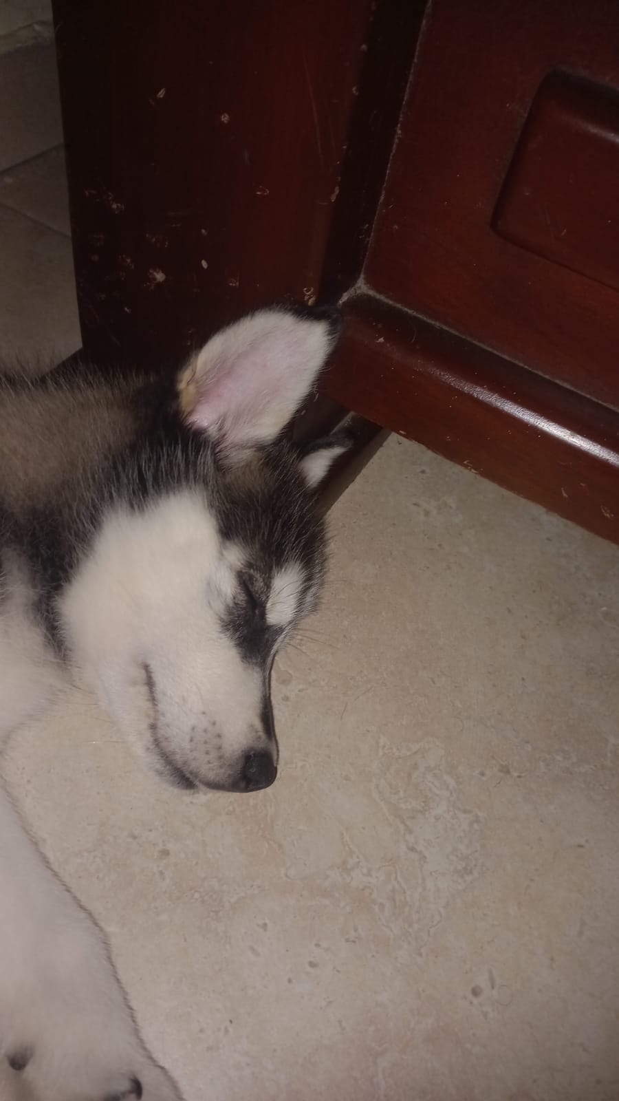 animales y mascotas - Husky Siberiano 