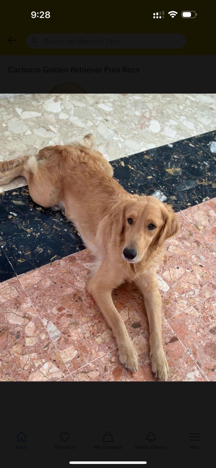 animales y mascotas - cachorros golden Retriever  2