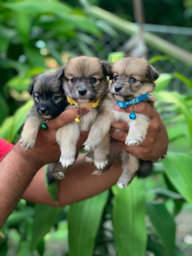 animales y mascotas - Chihuahua mariposa disponible