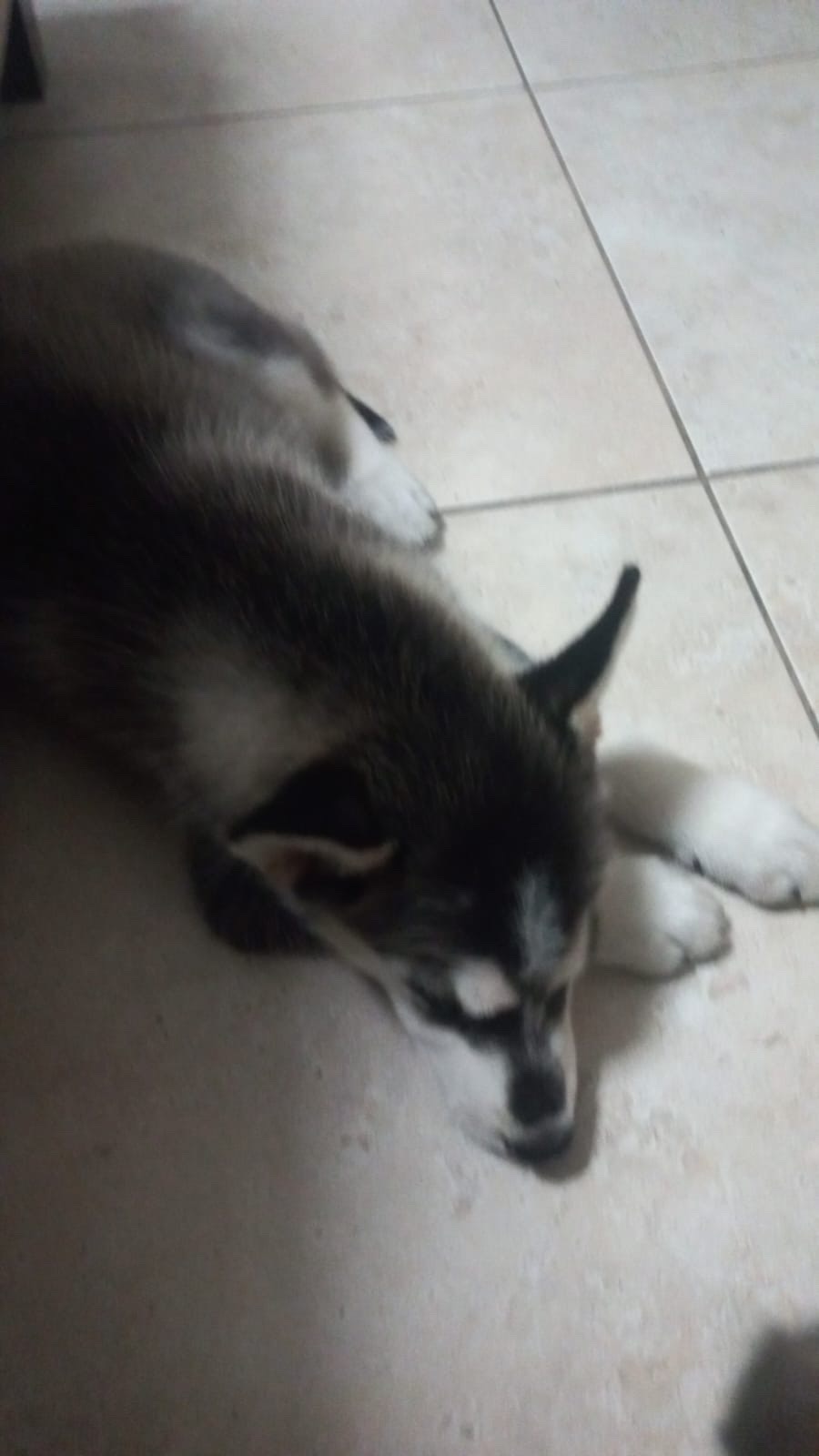 animales y mascotas - Husky Siberiano  1