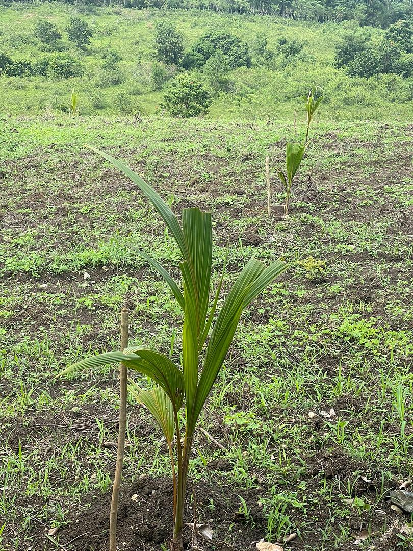 solares y terrenos - Finca en venta a 20 kilómetros de Monte plata y 60 kilómetros de Santo Dominto 