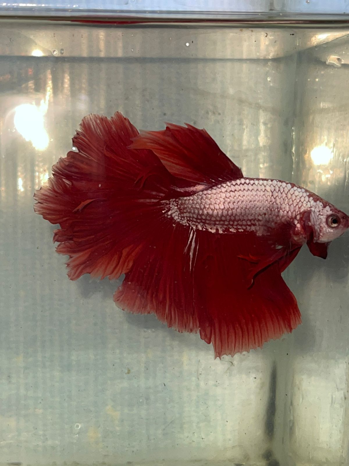animales y mascotas - de ventas todo tipo de bettas 