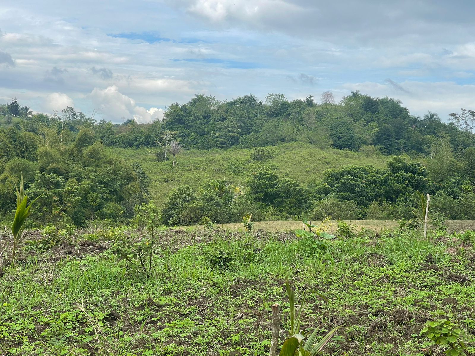 solares y terrenos - Finca en venta a 20 kilómetros de Monte plata y 60 kilómetros de Santo Dominto  4