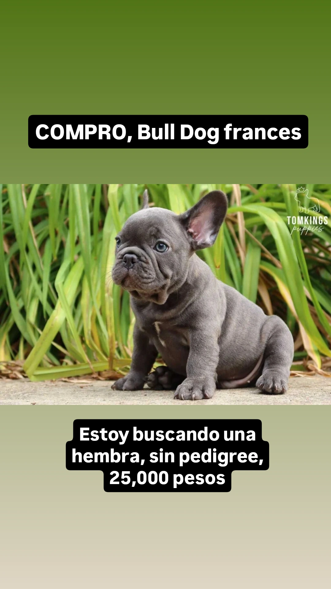 animales y mascotas - Compro bull Dog francés hembra 