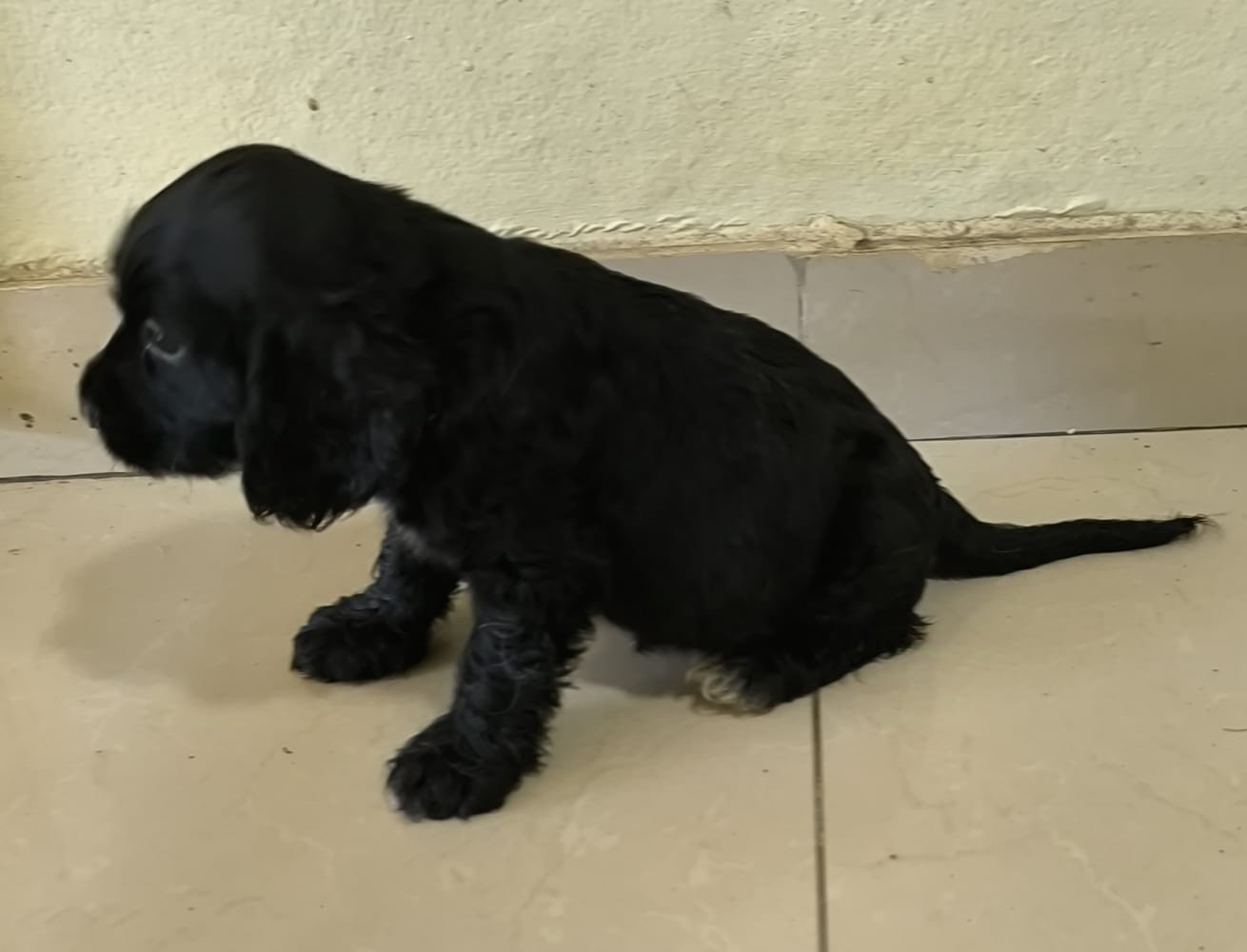 animales y mascotas - Cocker spaniel Bien Hermosos 