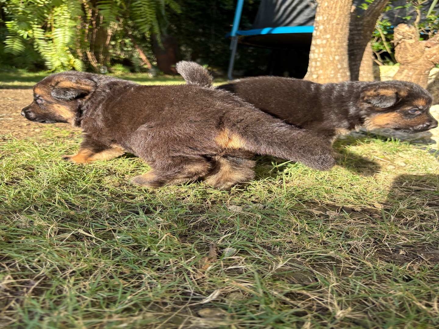 animales y mascotas - Cachorros Pastor Aleman C/Pedigree 6