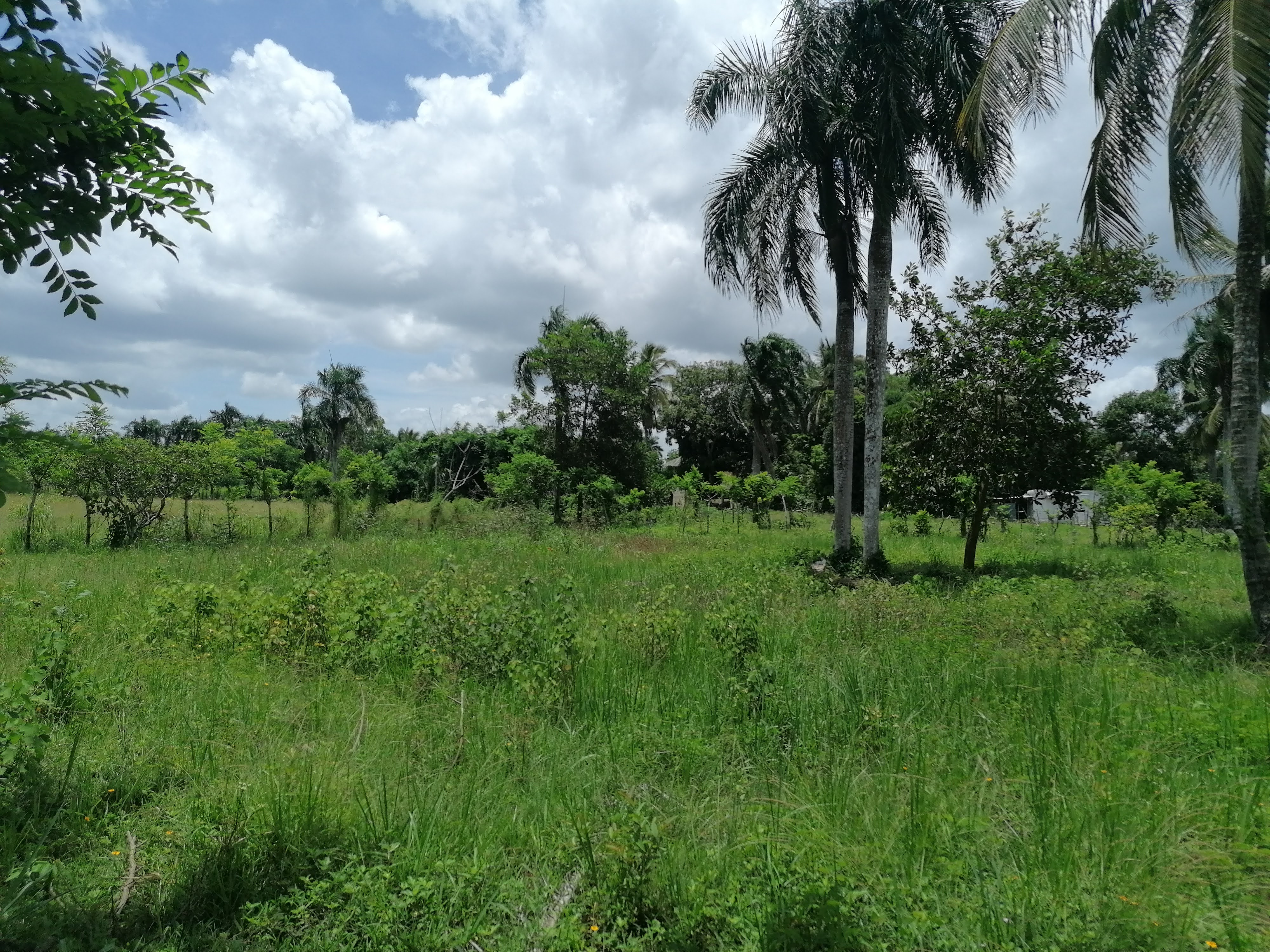 solares y terrenos - Venta de Terreno o Solar Bayaguana Guerra 4