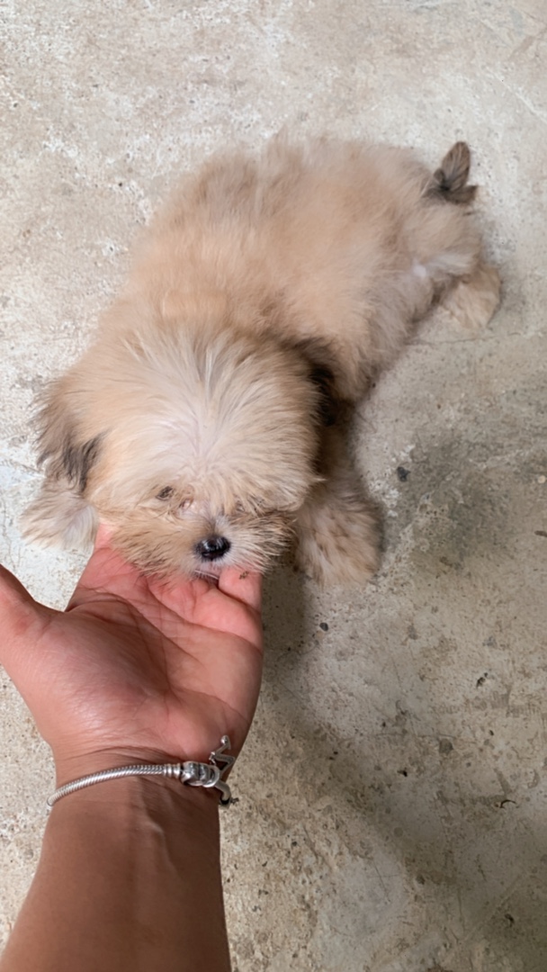 animales y mascotas - Shippo hembra mini de 3 meses con todas sus vacuna