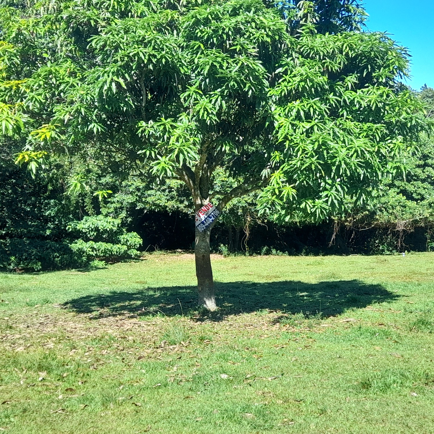 solares y terrenos - SOLAR EN BUENA VISTA, JARABACOA 