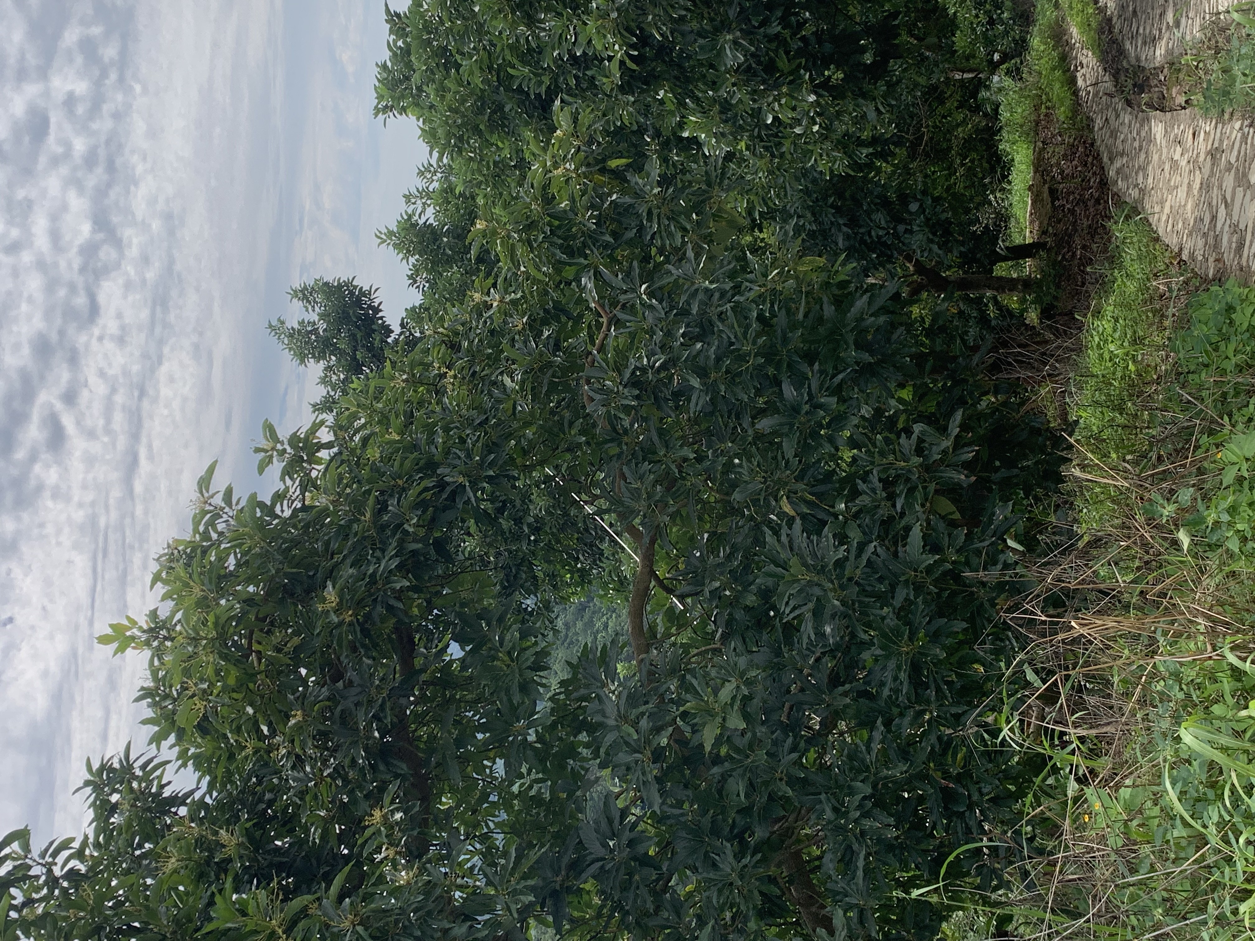 solares y terrenos - vendo finca de aguacate 🥑 en Cambita San Cristóbal  5