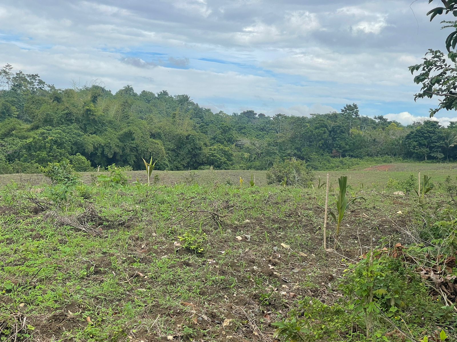 solares y terrenos - Finca en venta a 20 kilómetros de Monte plata y 60 kilómetros de Santo Dominto  3