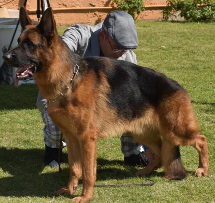 animales y mascotas - Cachorros Pastor Aleman C/Pedigree 8