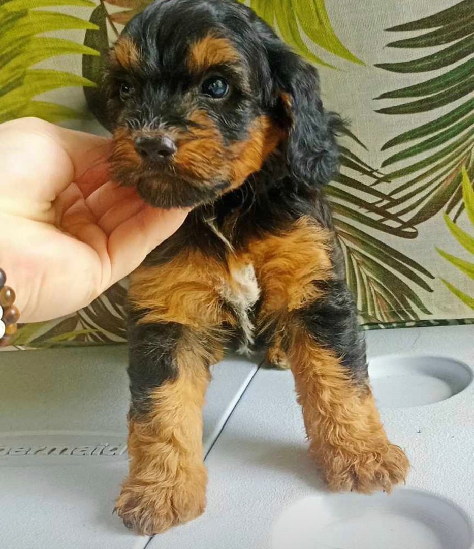 animales y mascotas - OFERTA CACHORRO BERNARDOODLE AMBOS SEXO EN SANTO DOMINGO CON TODAS SUS VACUNA