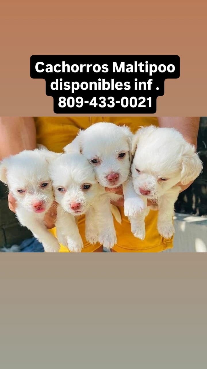 animales y mascotas - CACHORROS MALTIPOO DISPONIBLES  1