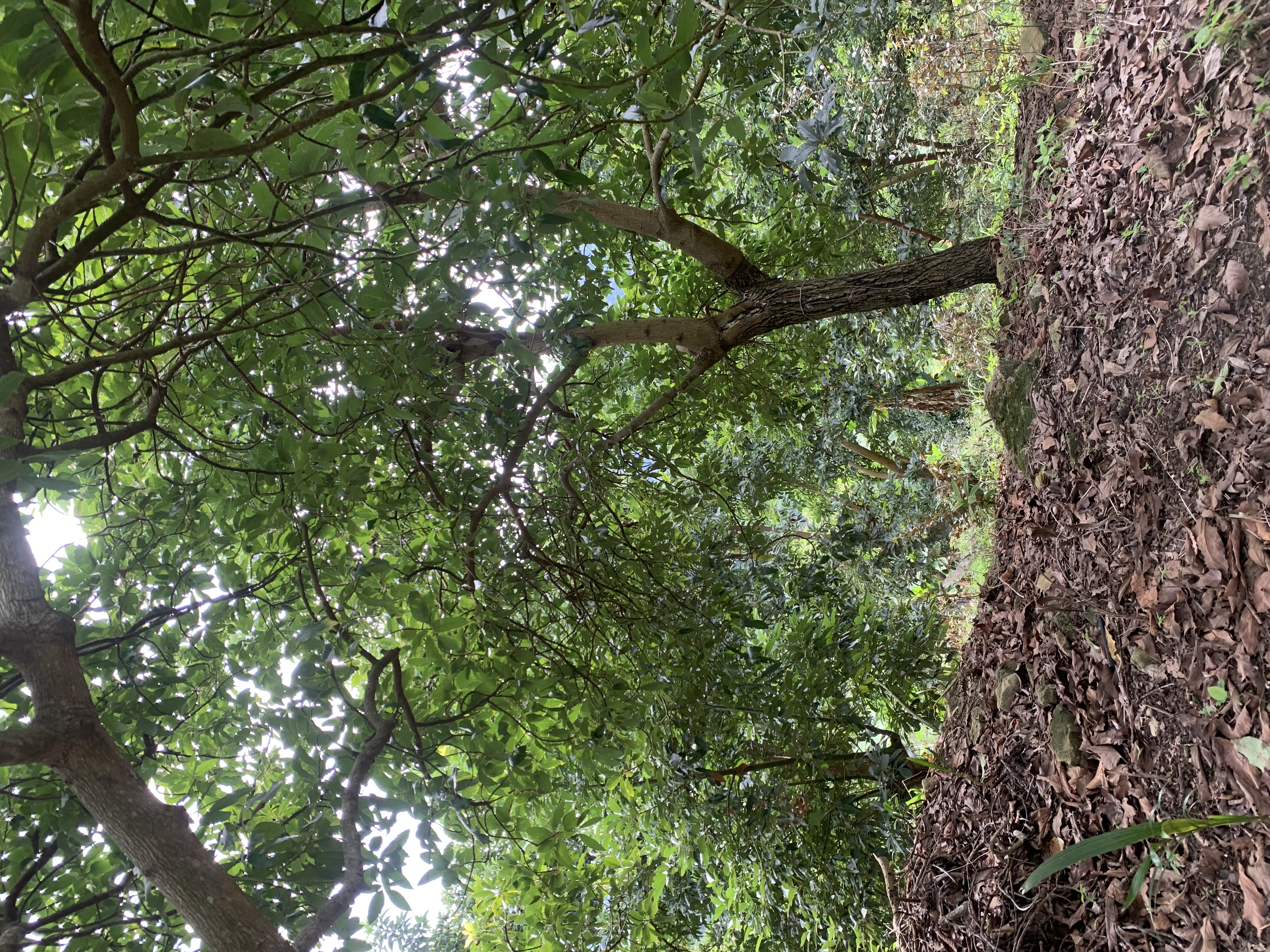 solares y terrenos - vendo finca de aguacate 🥑 en Cambita San Cristóbal  7