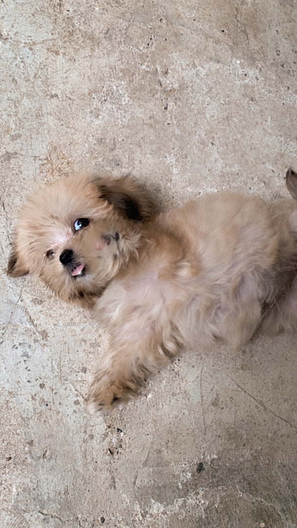 animales y mascotas - Shippo hembra mini de 3 meses con todas sus vacuna 3