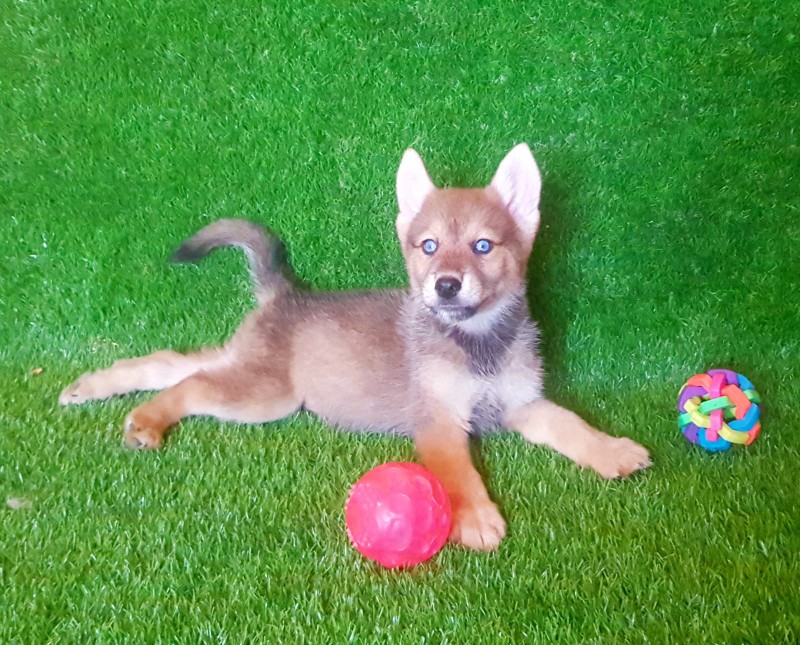 animales y mascotas - Pomsky Pomsky Unicos en RD Cachorros