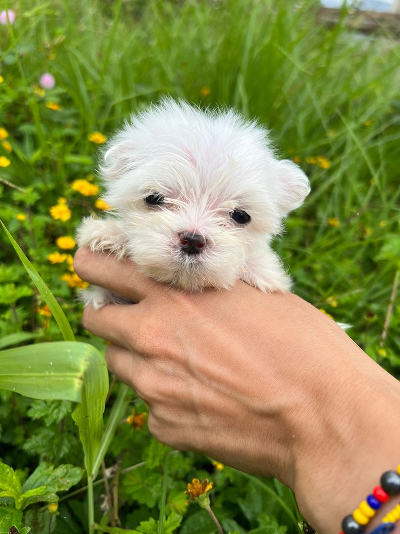 animales y mascotas - Bichon maltes, hembras y machos 0