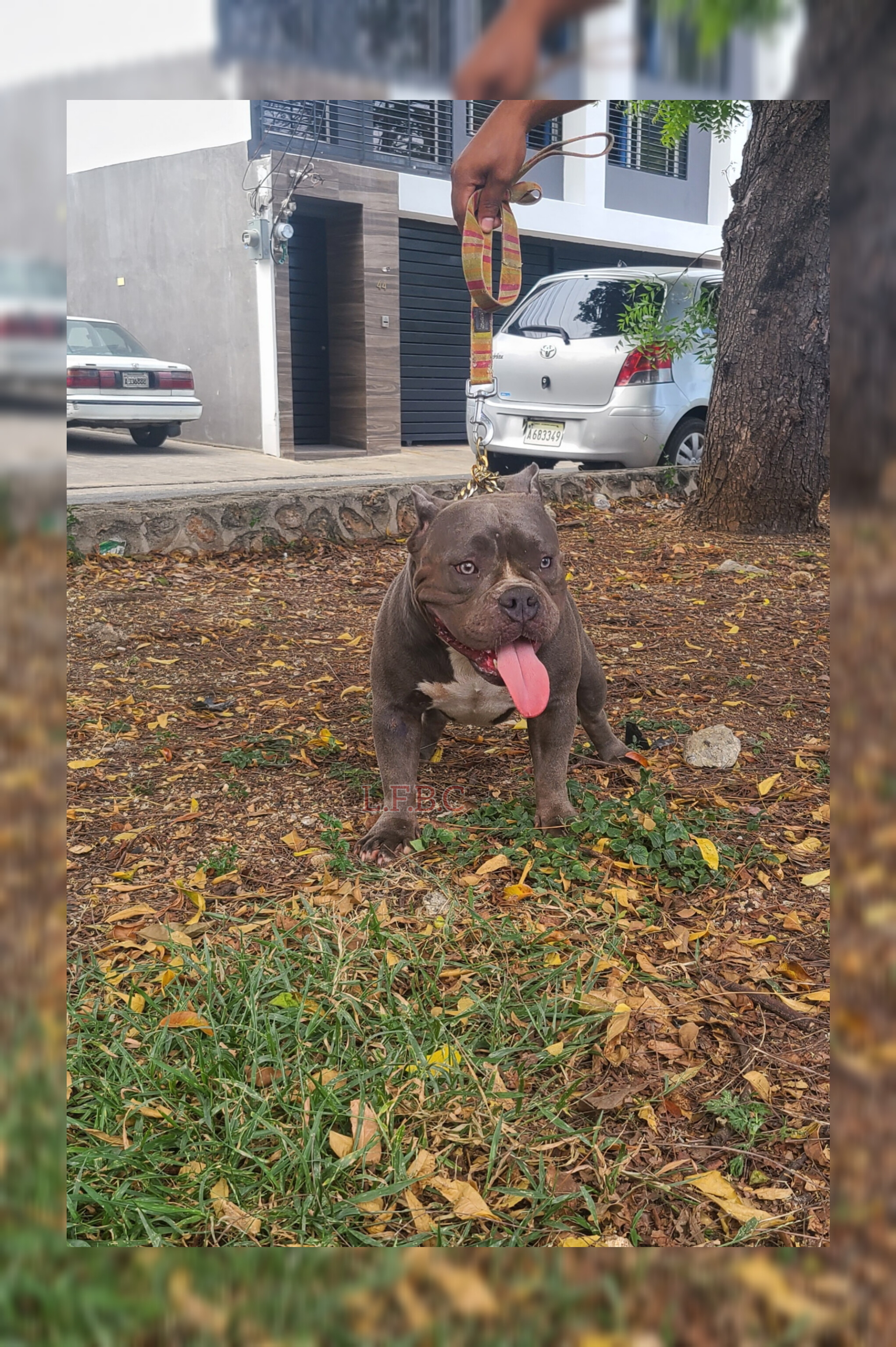 animales y mascotas - American bully hembra 