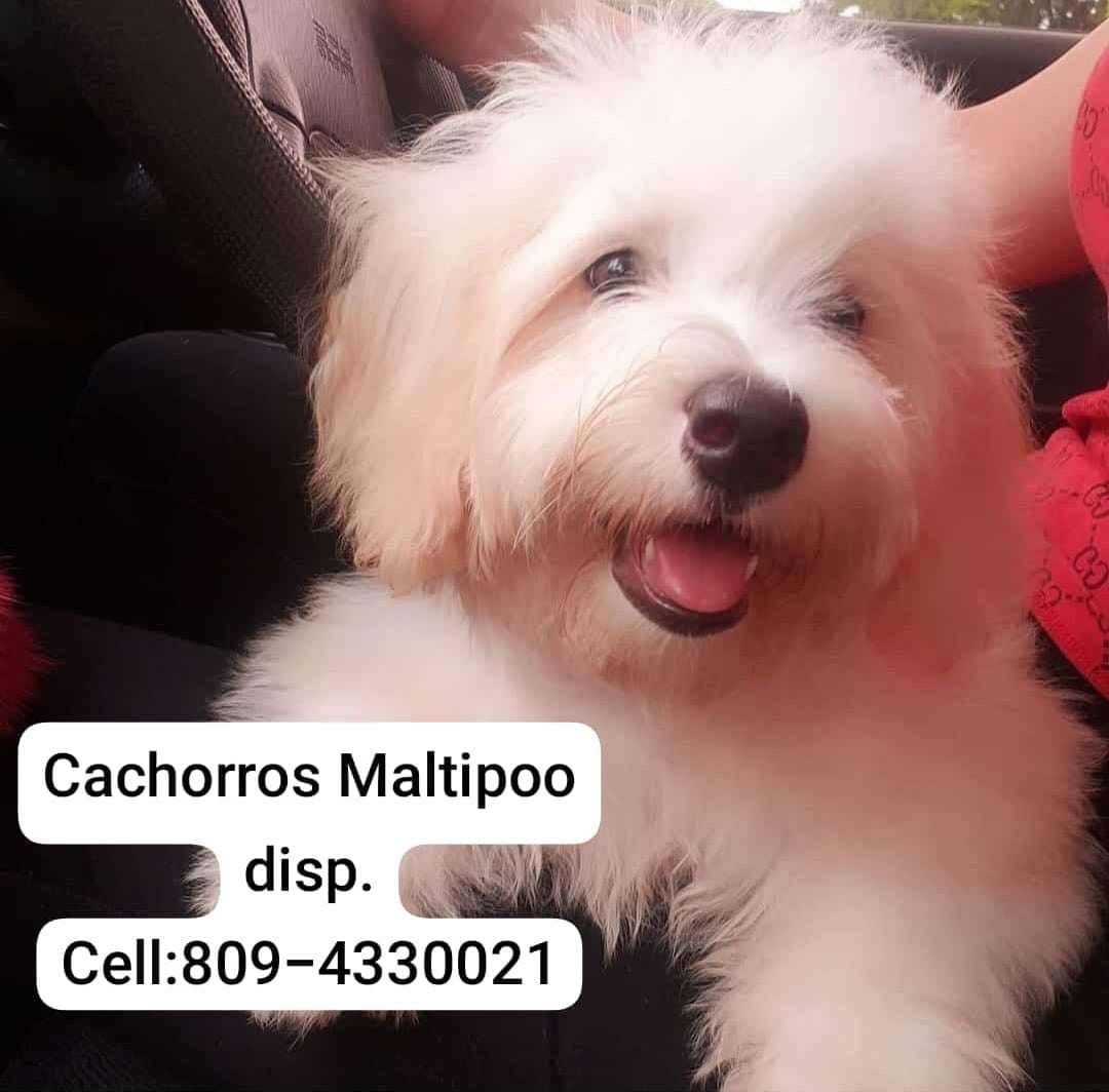 animales y mascotas - CACHORROS MALTIPOO DISPONIBLES  3