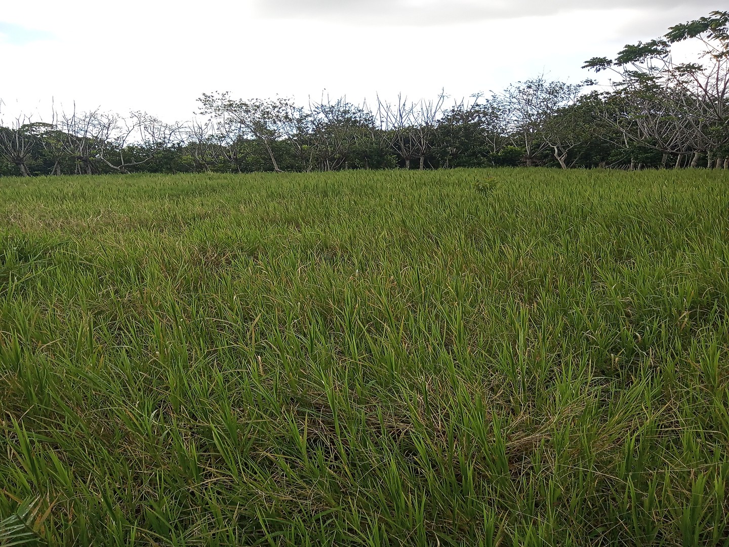 solares y terrenos - Finca en Hatillo Monte Plata de 100 Tareas Recibimos Bitcoin y Minubus  3