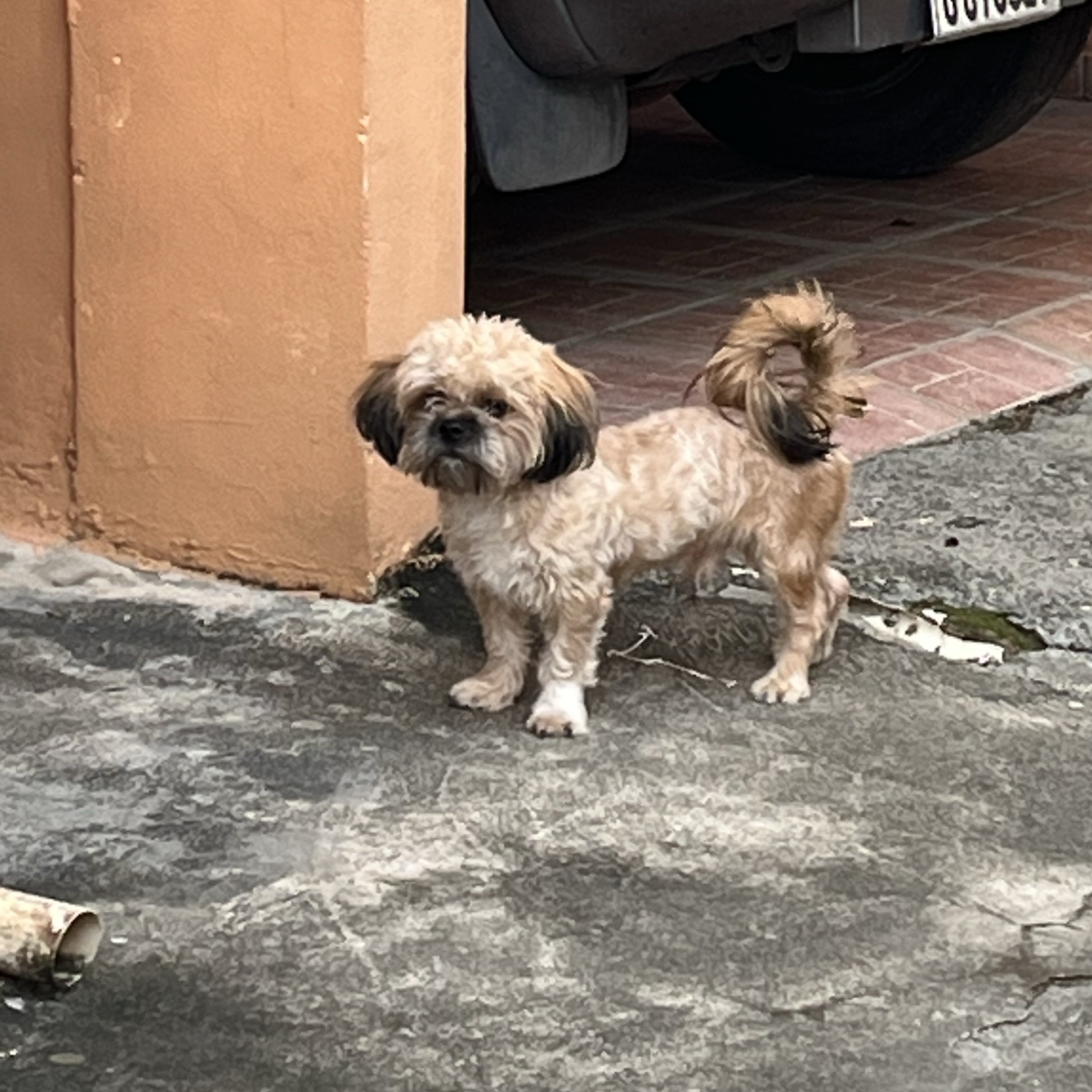 animales y mascotas - Shipoo 2 años