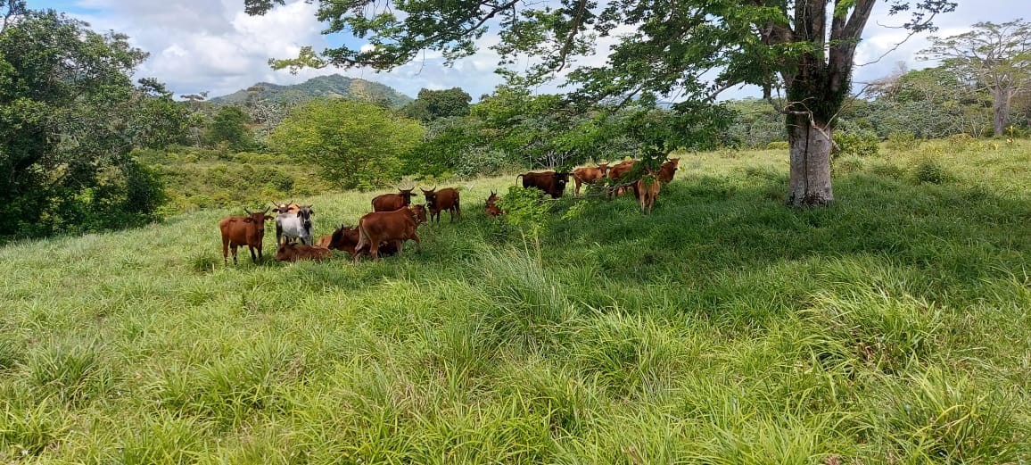 solares y terrenos - Finca en Nisibon de 3mil tareas ganadera y sembrado de Coco 7