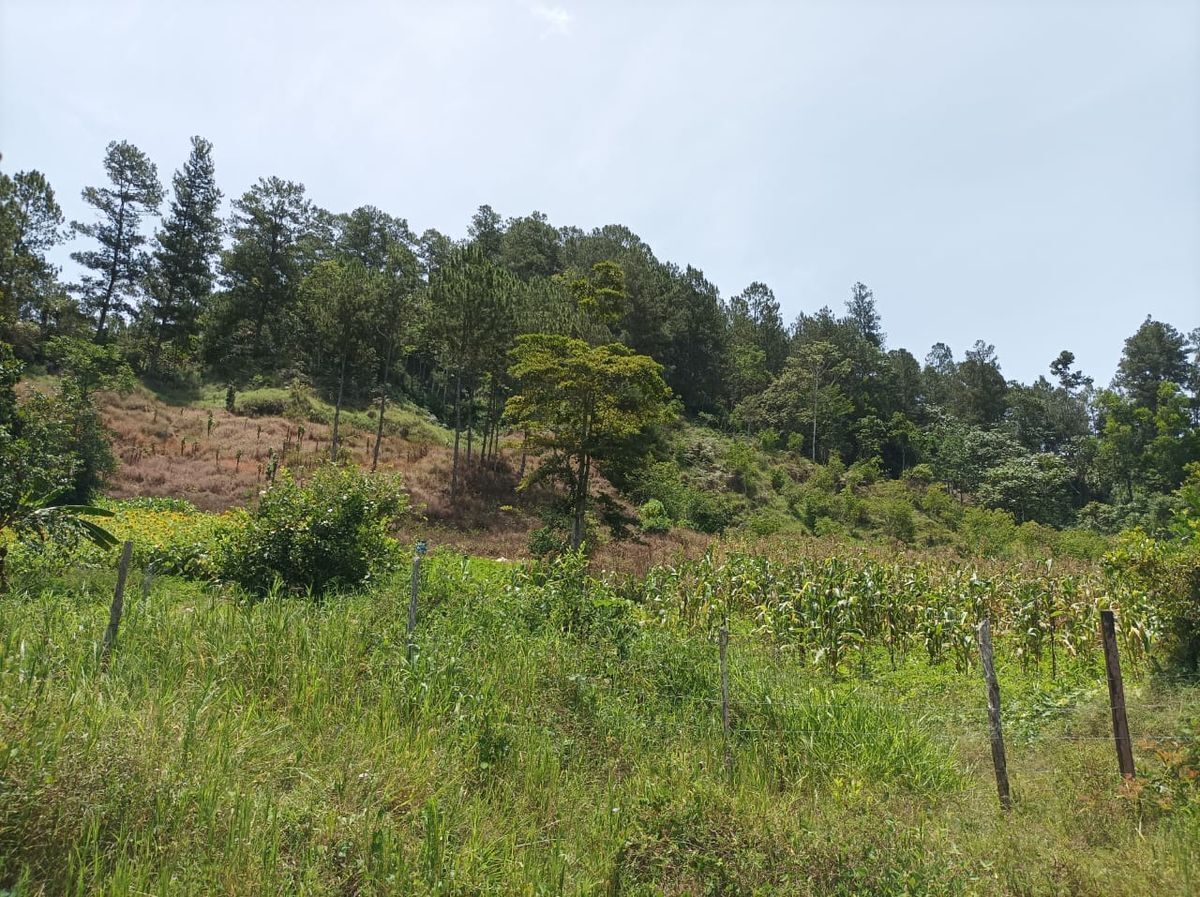 solares y terrenos - Terreno para proyecto ecoturistico en jarabacoa 4