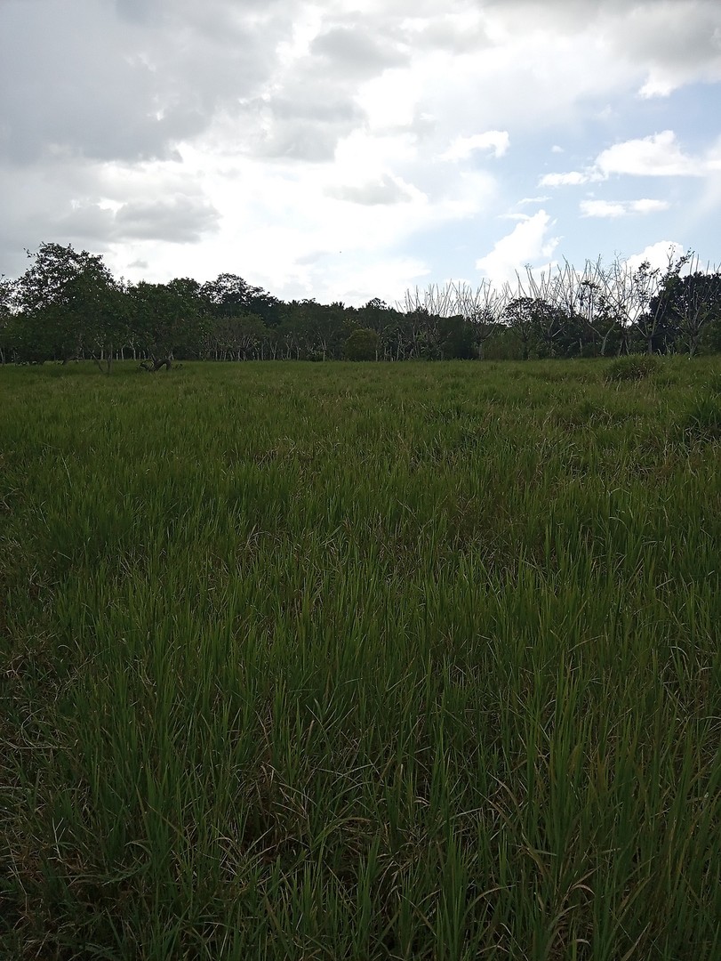 solares y terrenos - Finca en Hatillo Monte Plata de 100 Tareas Recibimos Bitcoin y Minubus  4