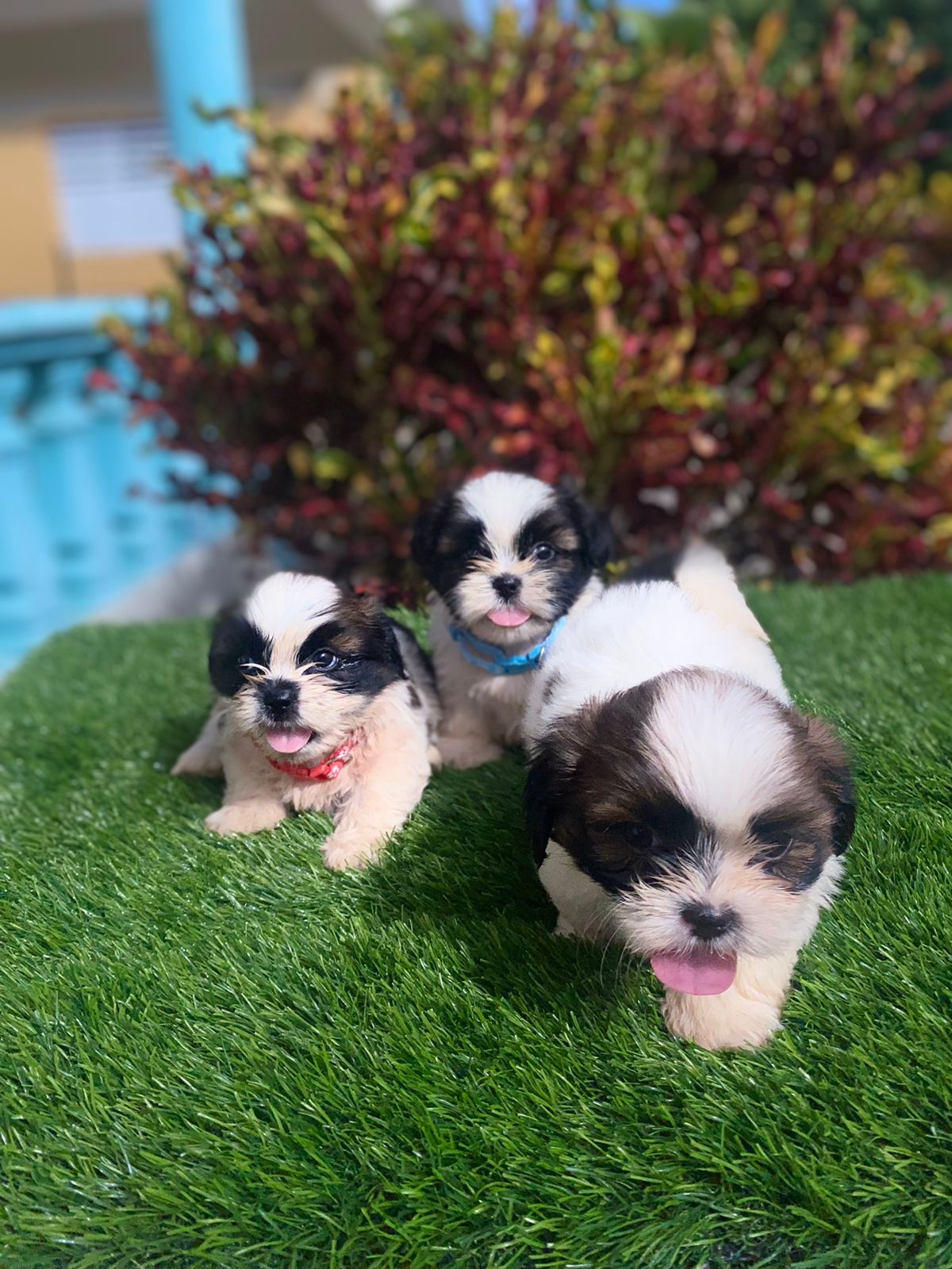 animales y mascotas - hermosos cachorritos de shipoo mini toy 