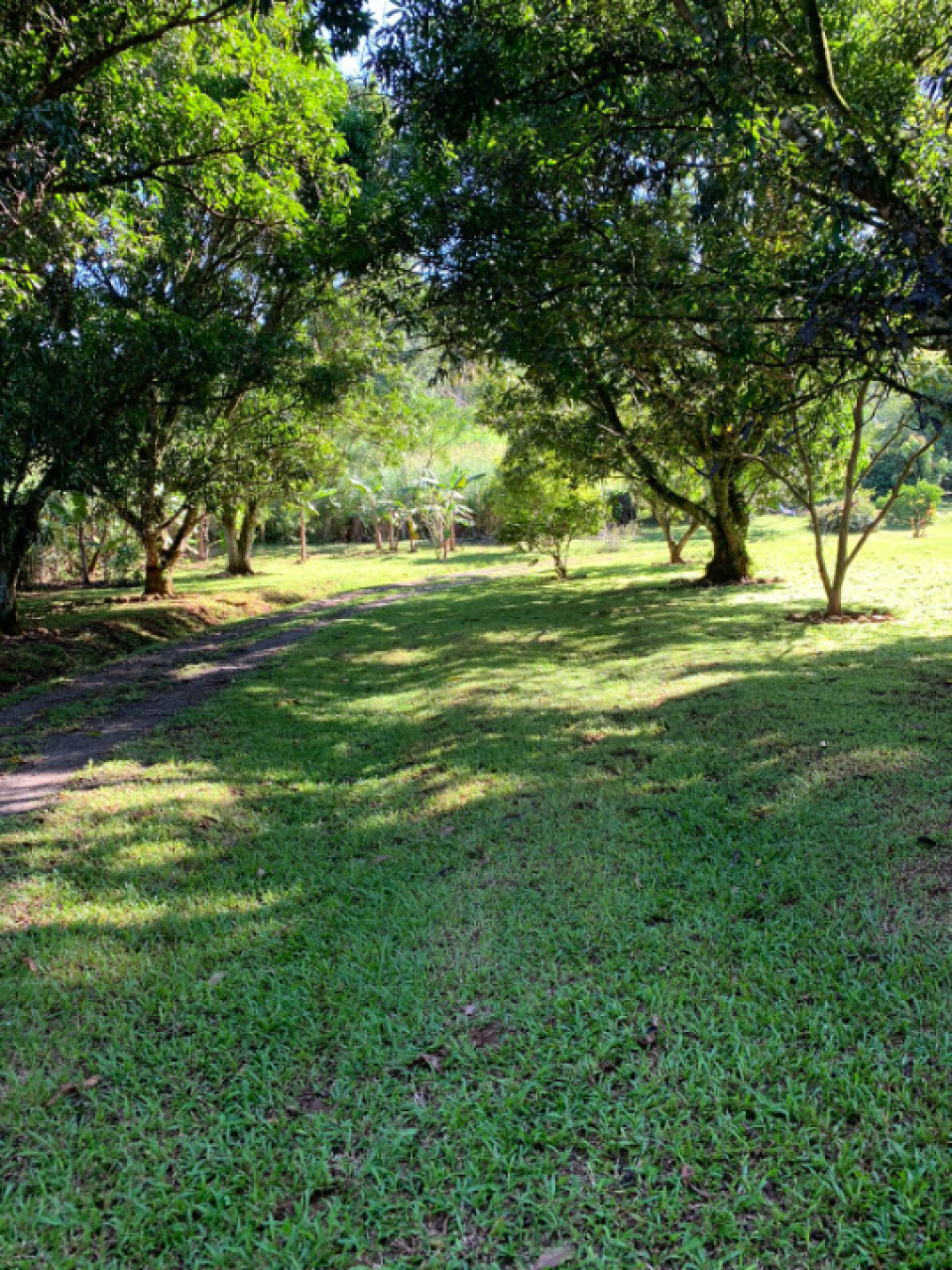 solares y terrenos - FINCA EN RANCHO ARRIBA, YABACOA, PIEDRA BLANCA, BO 4