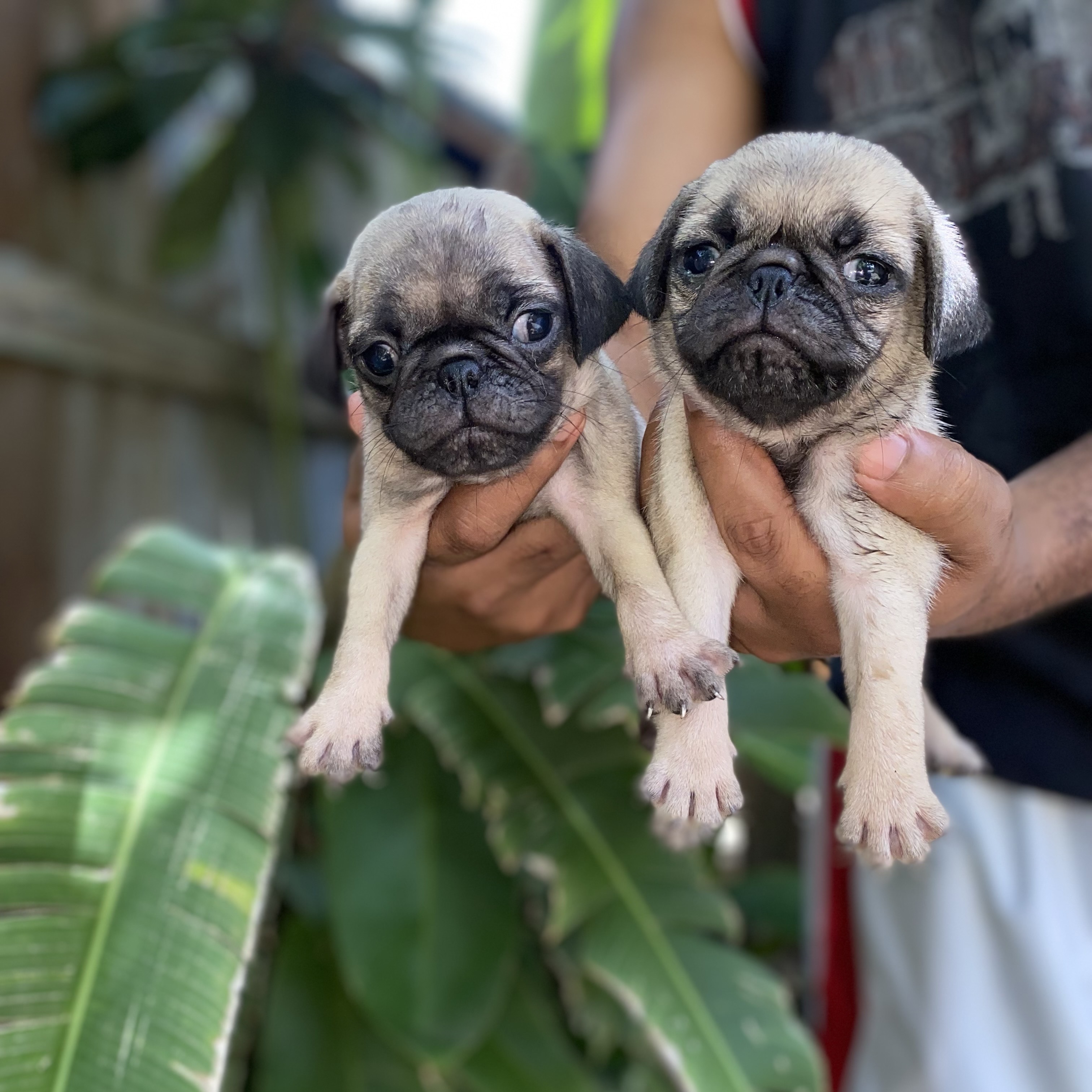 animales y mascotas - pug