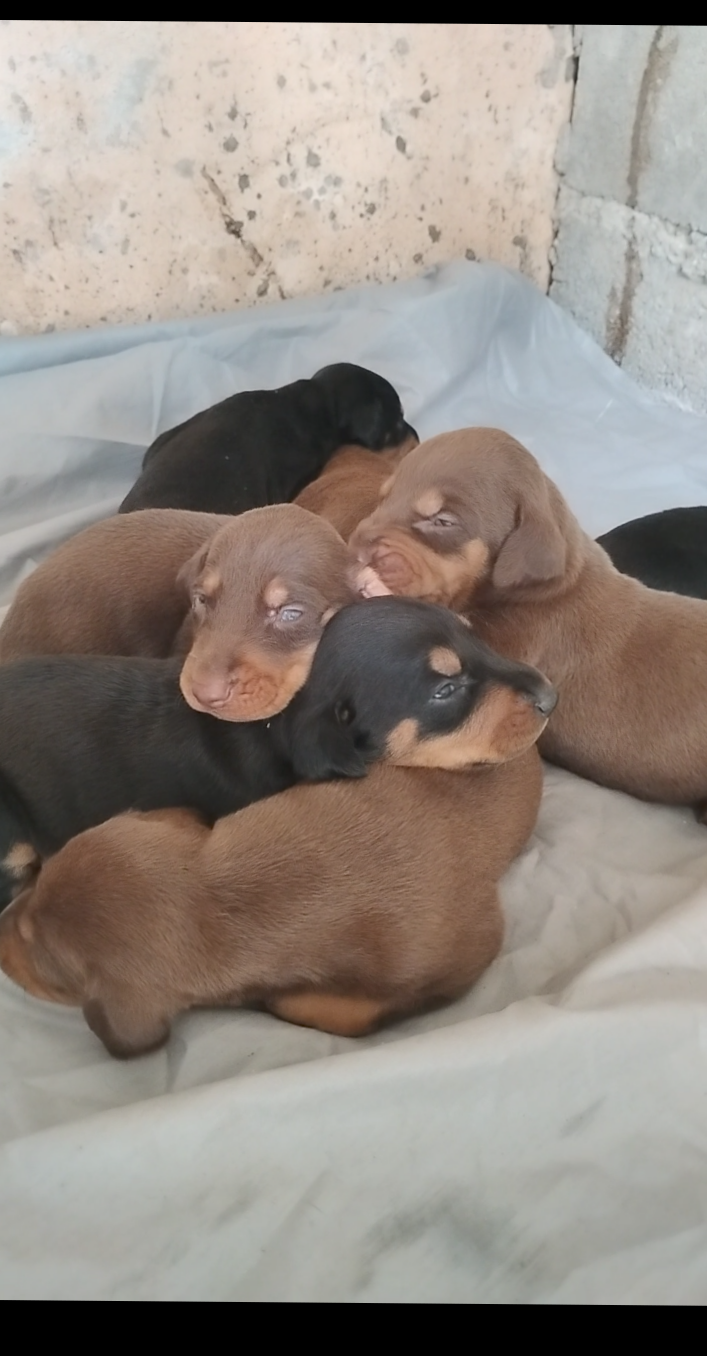 animales y mascotas - Venta de doberman Pincher hembra y macho  2