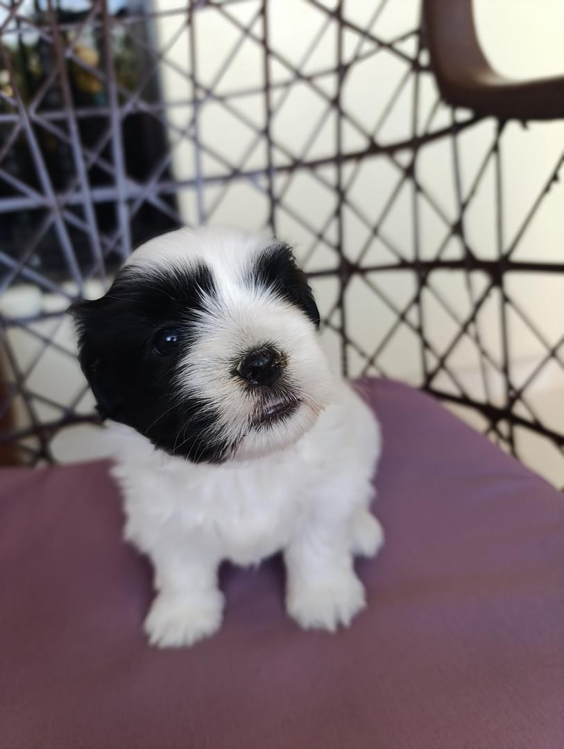 animales y mascotas - ¡Hermoso cachorra de Shih-poo en venta! 3