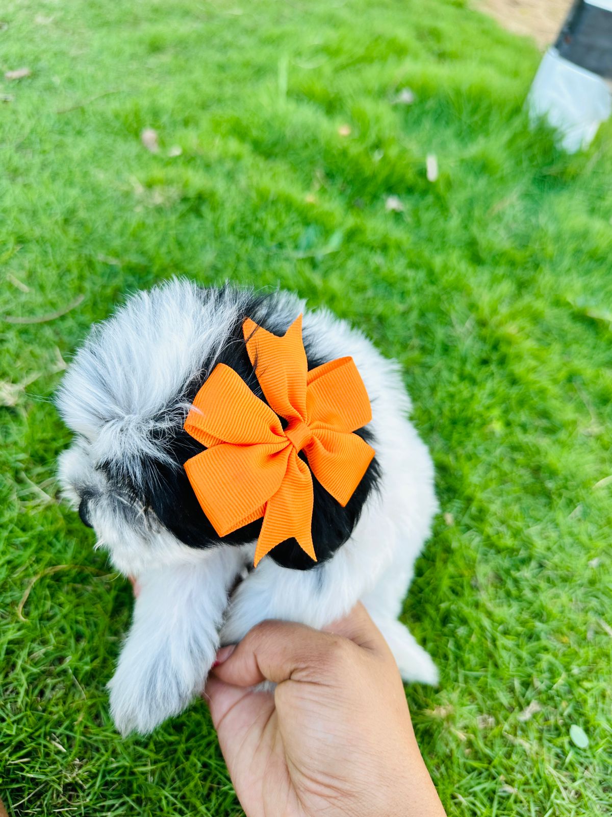 animales y mascotas - hermosos Cachorritos de shipoo mini ambos sexo  6