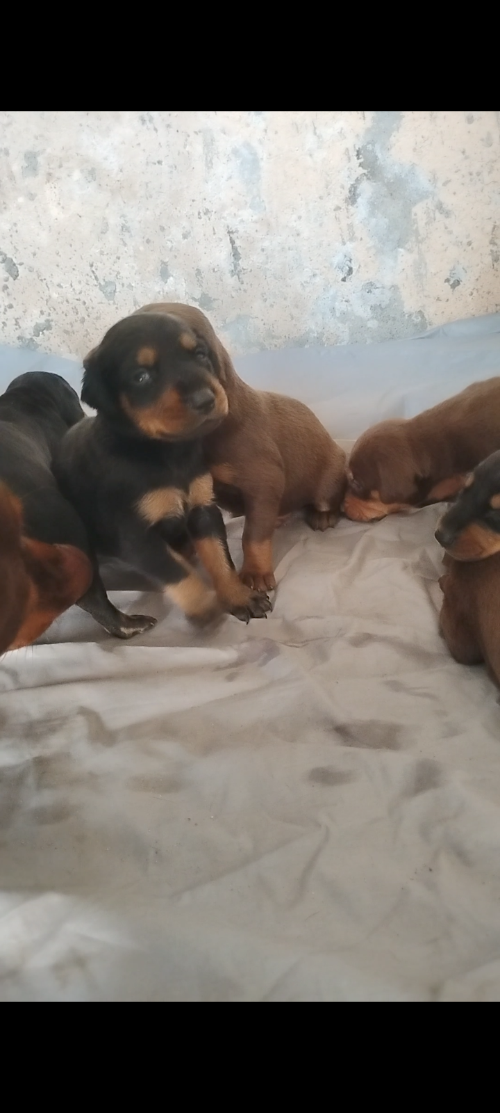 animales y mascotas - Venta de doberman Pincher hembra y macho  3