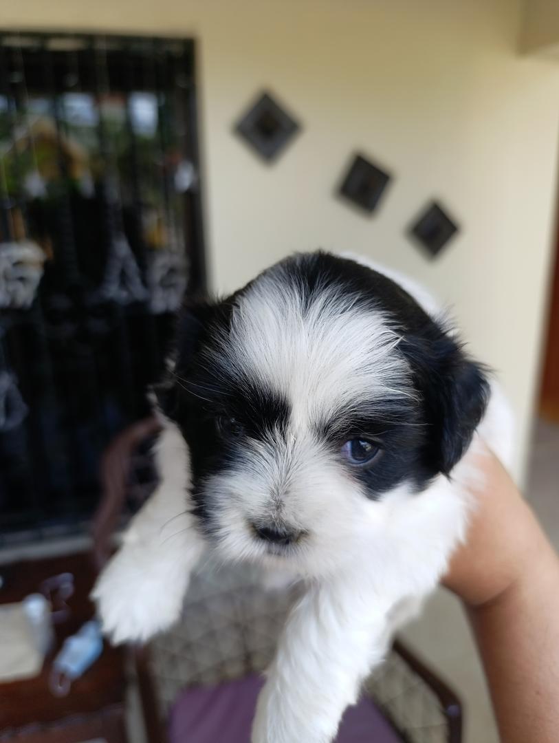 animales y mascotas - ¡Hermoso cachorra de Shih-poo en venta! 4