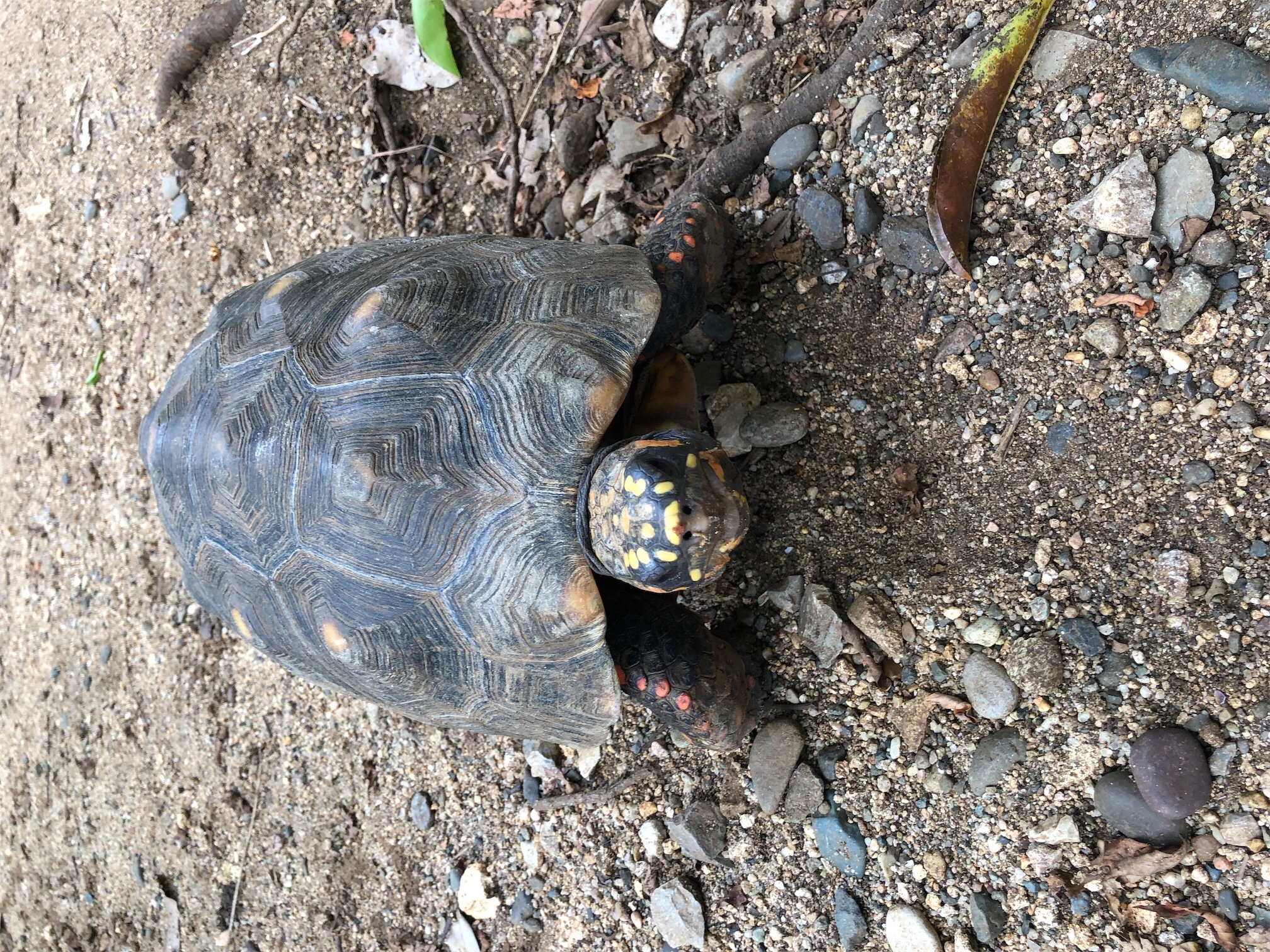 animales y mascotas - Busco hembra tortuga morrocoy