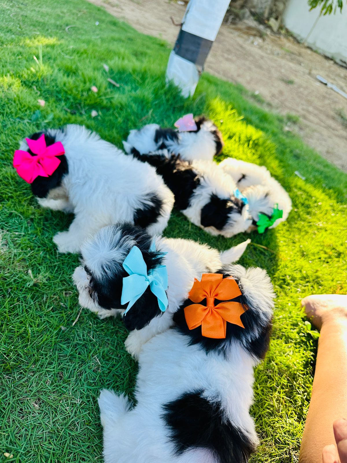 animales y mascotas - hermosos Cachorritos de shipoo mini ambos sexo  7