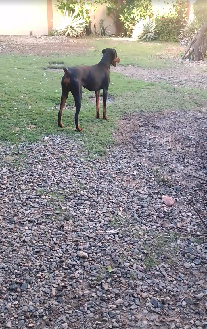 animales y mascotas - Venta de doberman Pincher hembra y macho  4