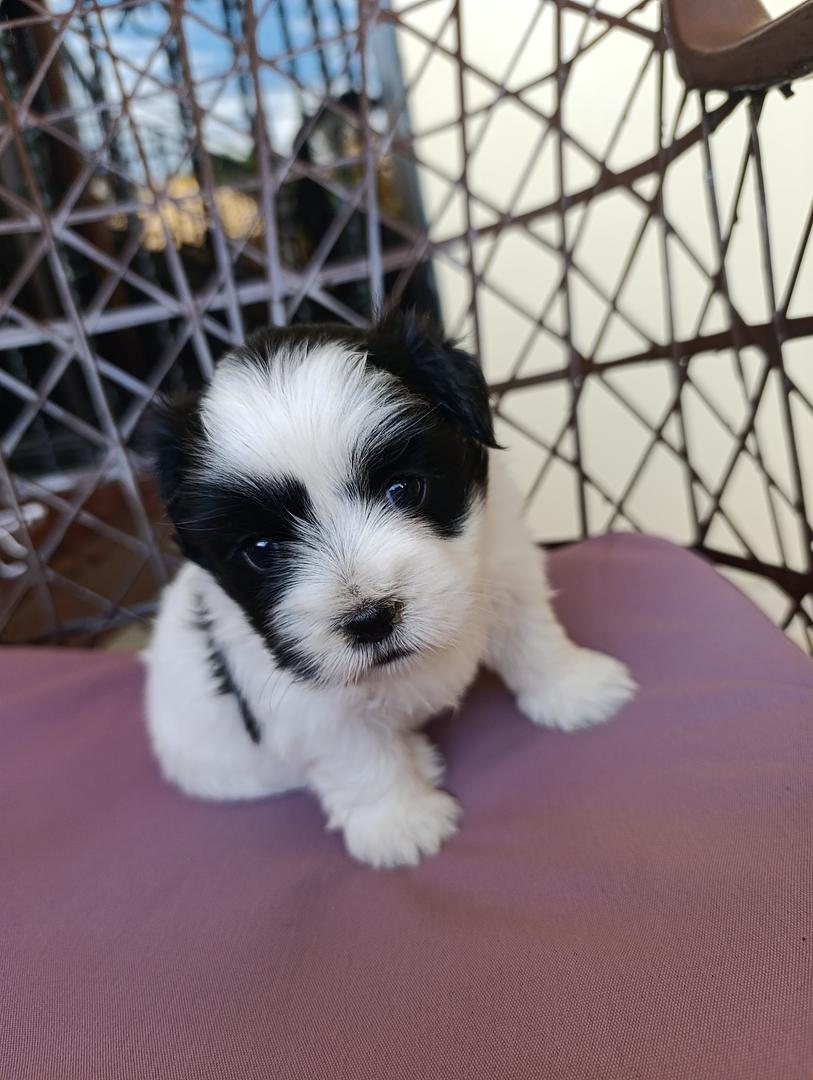 animales y mascotas - ¡Hermoso cachorra de Shih-poo en venta! 5